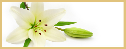 image lilly